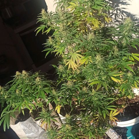 Mandacaru Mutante growlog timeline photo