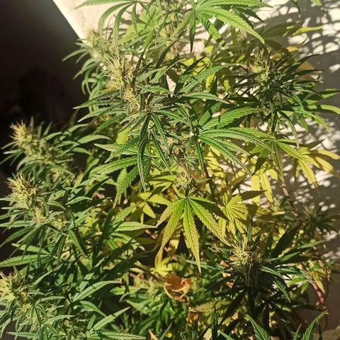 Mandacaru Mutante growlog timeline photo