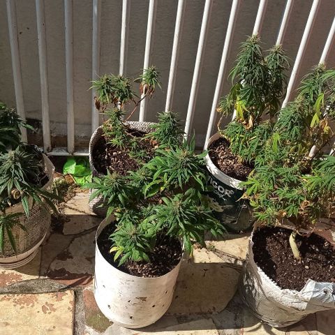 Mandacaru Mutante growlog timeline photo