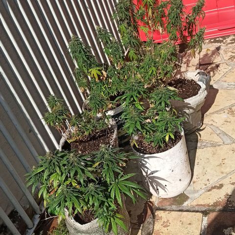 Mandacaru Mutante growlog timeline photo