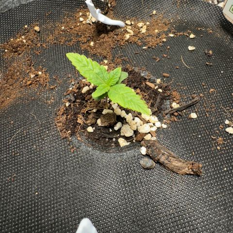 Sheila (OG Kush) growlog timeline photo