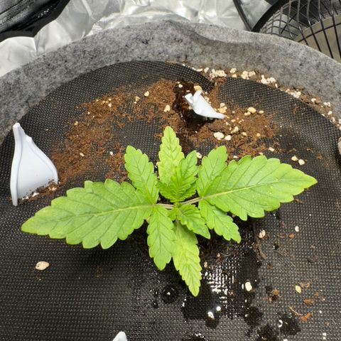 Sheila (OG Kush) growlog timeline photo