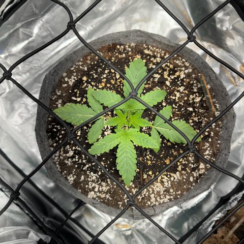 Sheila (OG Kush) growlog timeline photo