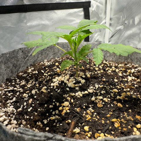 Sheila (OG Kush) growlog timeline photo