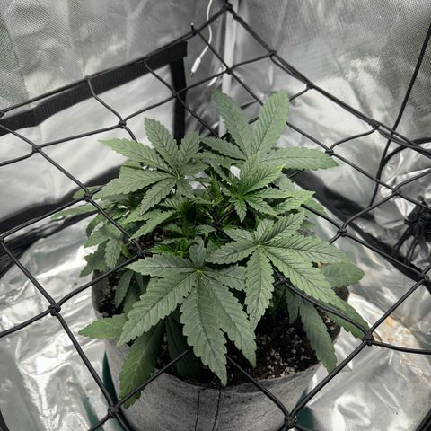 Sheila (OG Kush) growlog timeline photo