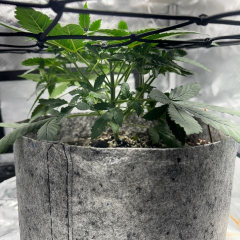 Sheila (OG Kush) growlog timeline photo