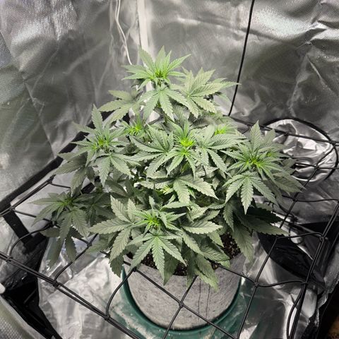 Sheila (OG Kush) growlog timeline photo