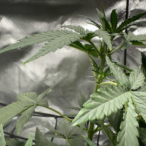 Sheila (OG Kush) growlog timeline photo