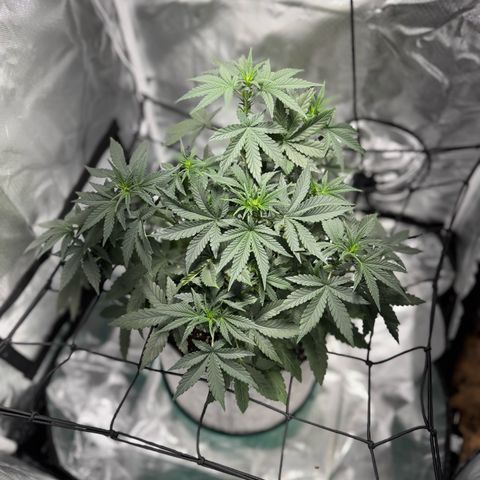 Sheila (OG Kush) growlog timeline photo