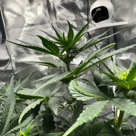 Sheila (OG Kush) growlog timeline photo