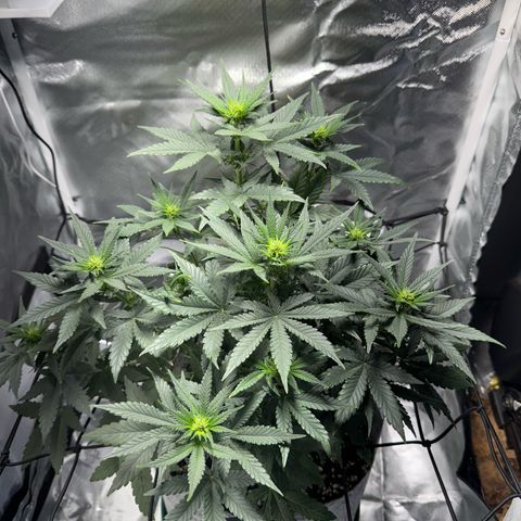 Sheila (OG Kush) growlog timeline photo