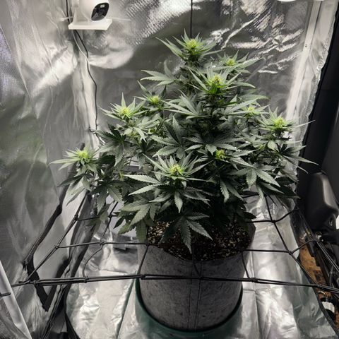 Sheila (OG Kush) growlog timeline photo