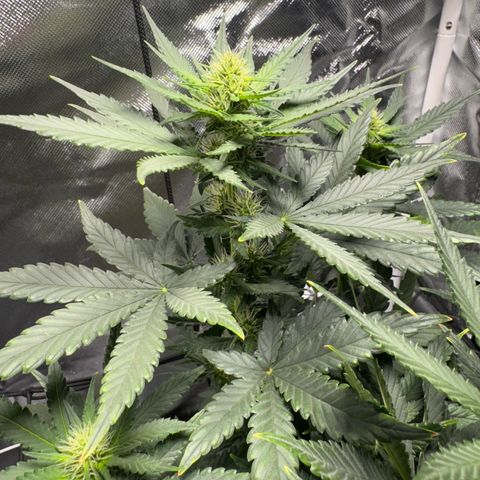 Sheila (OG Kush) growlog timeline photo