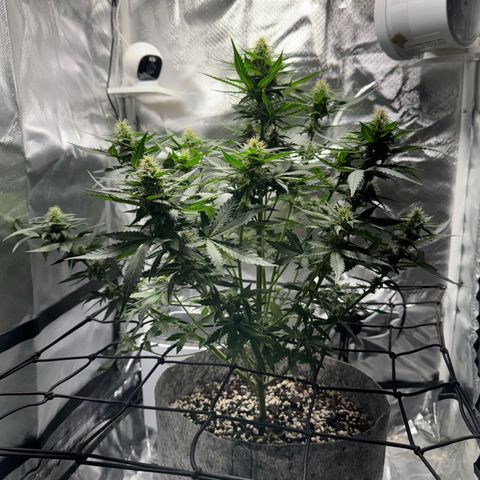 Sheila (OG Kush) growlog timeline photo
