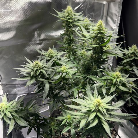 Sheila (OG Kush) growlog timeline photo