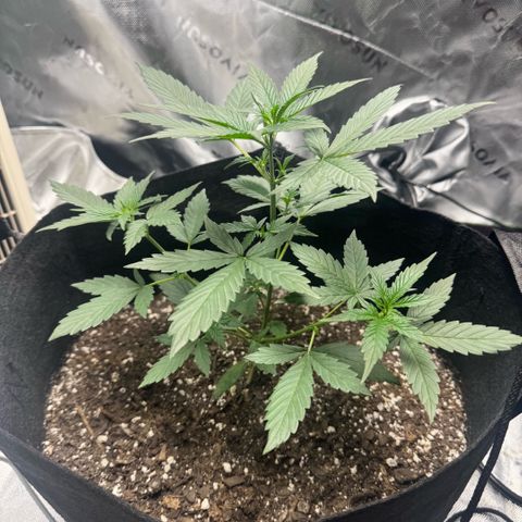 White Widow Automatic growlog timeline photo