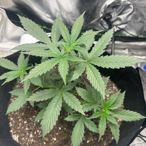 White Widow Automatic growlog timeline photo