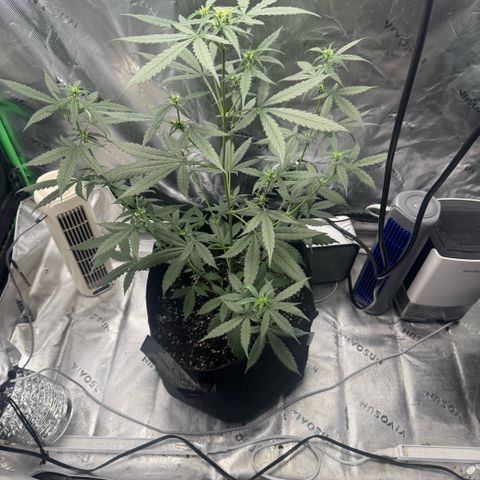 White Widow Automatic growlog timeline photo