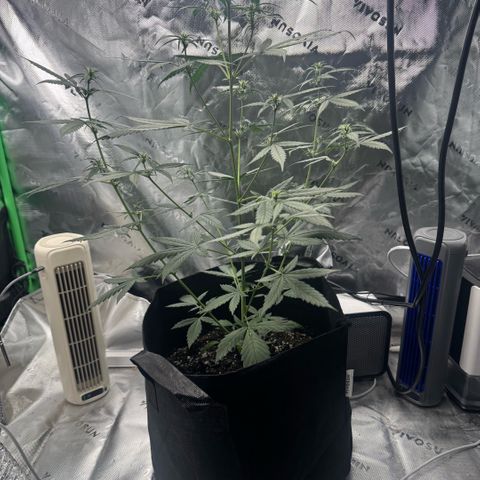 White Widow Automatic growlog timeline photo