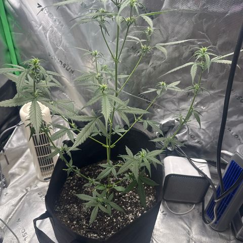 White Widow Automatic growlog timeline photo
