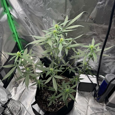 White Widow Automatic growlog timeline photo