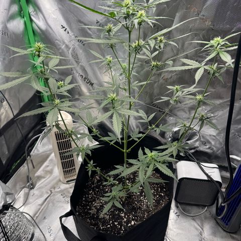 White Widow Automatic growlog timeline photo
