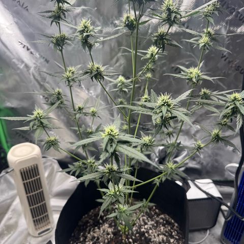 White Widow Automatic growlog timeline photo
