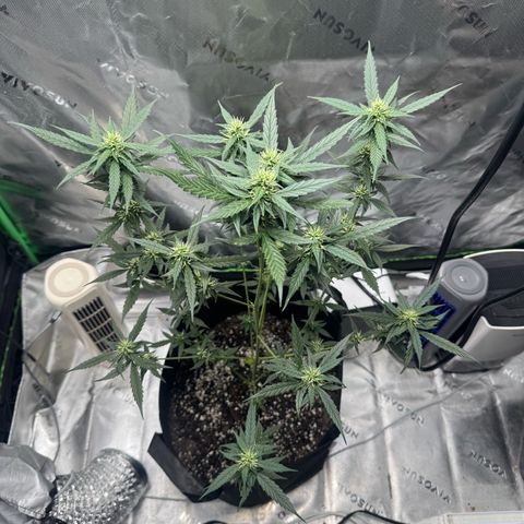 White Widow Automatic growlog timeline photo
