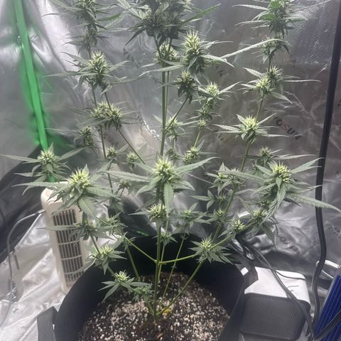 White Widow Automatic growlog timeline photo