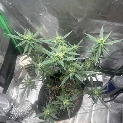 White Widow Automatic growlog timeline photo