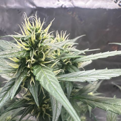 White Widow Automatic growlog timeline photo