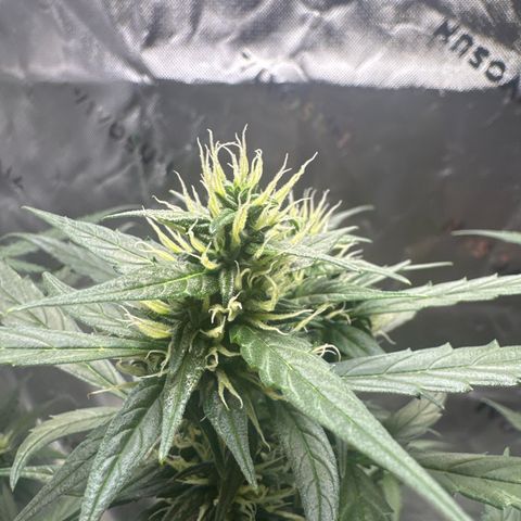 White Widow Automatic growlog timeline photo