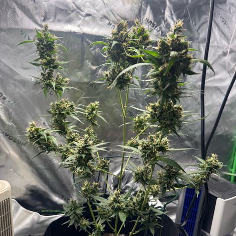 White Widow Automatic growlog timeline photo