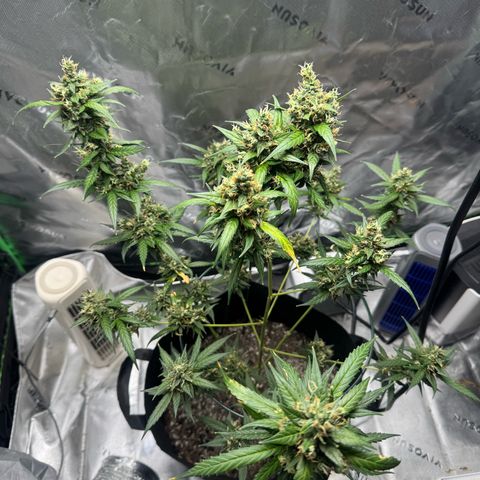White Widow Automatic growlog timeline photo