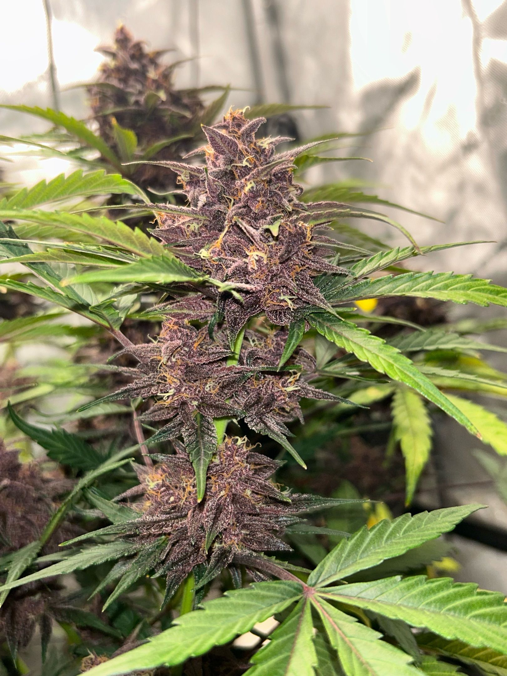 Brother Mendel growlog header