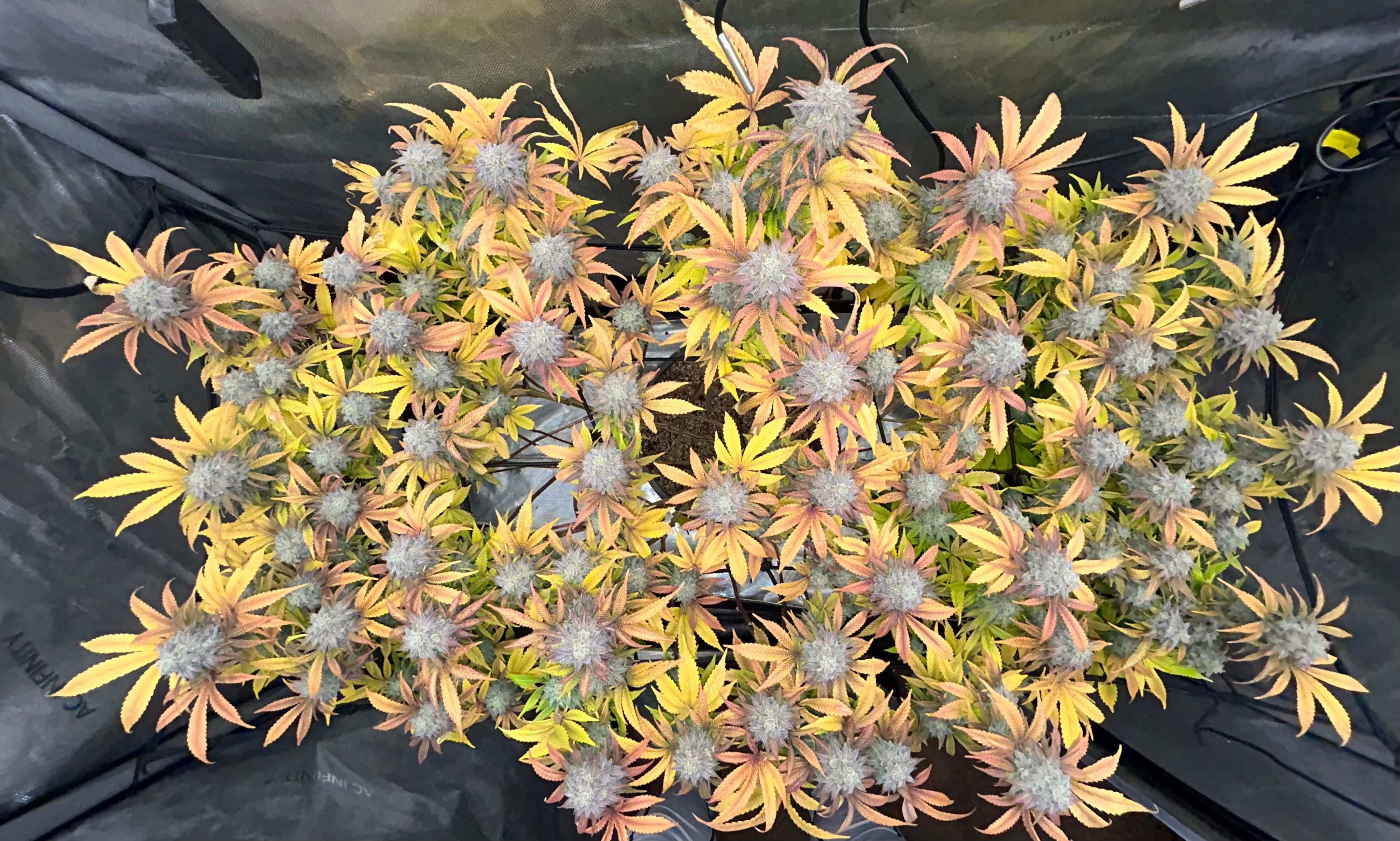 Grimm’s Glue X2 growlog header
