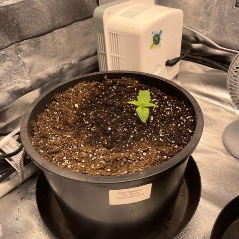 Auto Glueberry OG growlog photo: Day 7