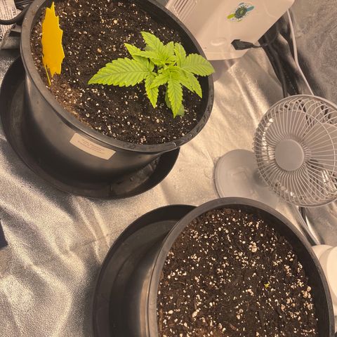 Auto Glueberry OG growlog photo: Day 12 Glueberry 

Day 1 Mendels Mystery 