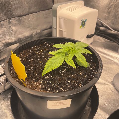 Auto Glueberry OG growlog photo: Day 12 Glueberry 

Day 1 Mendels Mystery 