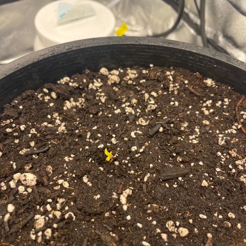 Auto Glueberry OG growlog photo: Day 12 Glueberry 

Day 1 Mendels Mystery 
