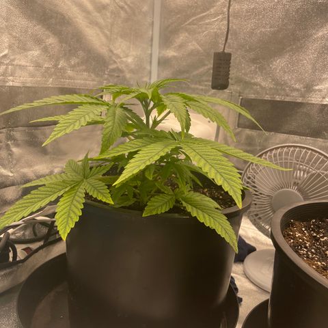Auto Glueberry OG growlog photo: Started LST Today