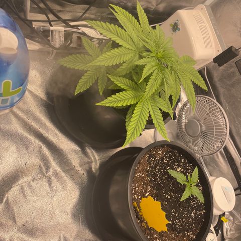 Auto Glueberry OG growlog photo: Started LST Today