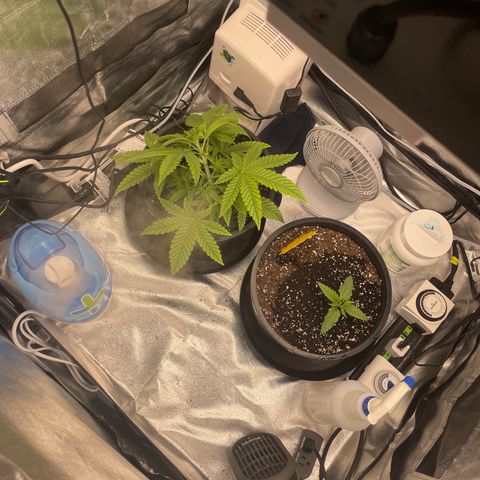 Auto Glueberry OG growlog photo: Started LST Today