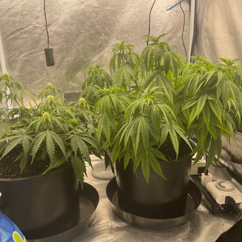 Auto Glueberry OG growlog photo: Day 47 for the Glueberry 
Day 36  for the Mendels ?