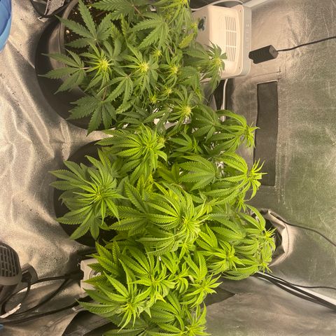 Auto Glueberry OG growlog photo: Day 47 for the Glueberry 
Day 36  for the Mendels ?