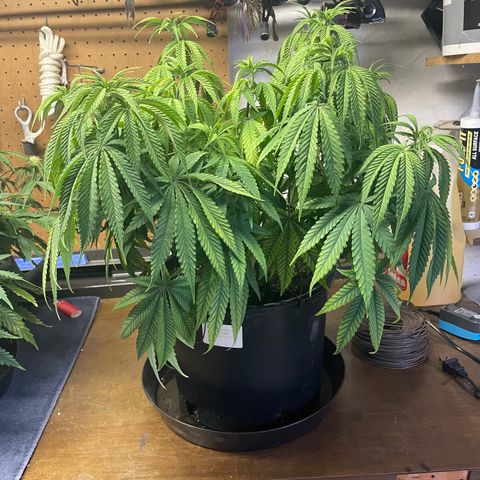 Auto Glueberry OG growlog photo: Glueberry/Mystery Mendel