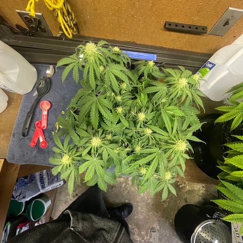 Auto Glueberry OG growlog photo: Glueberry/Mystery Mendel