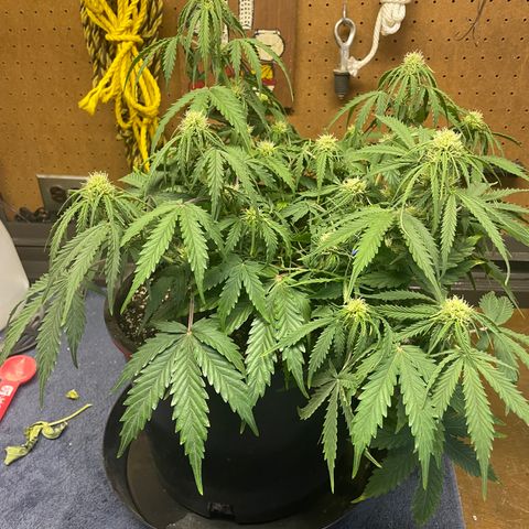 Auto Glueberry OG growlog photo: Glueberry/Mystery Mendel