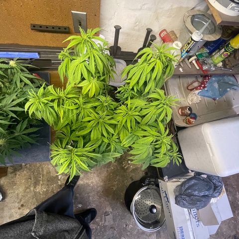 Auto Glueberry OG growlog photo: Glueberry/Mystery Mendel