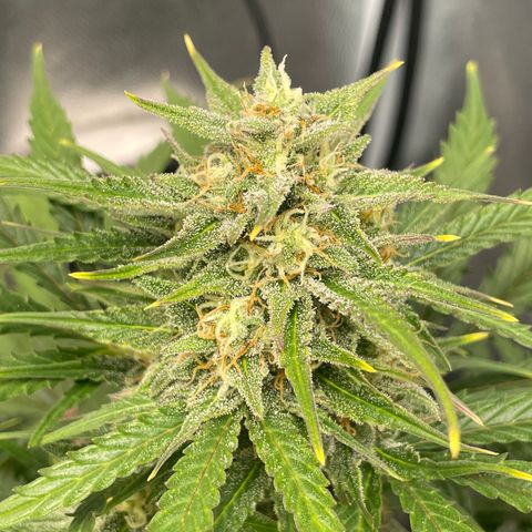 Auto Glueberry OG growlog photo: Day